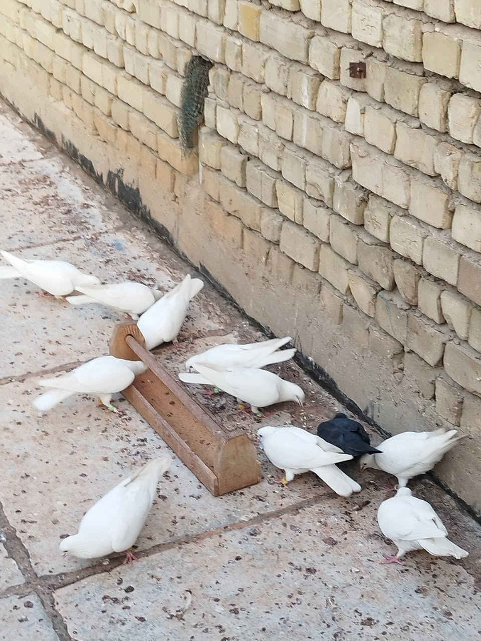 حمام لوت متاح للبيع بغداد مدينه الصدر. ***********
