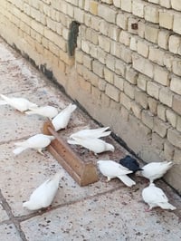 حمام لوت متاح للبيع بغداد مدينه الصدر. 07711351489