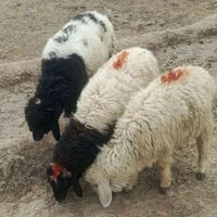 طليان • ٣ حبات • ناصرية سيددخيل