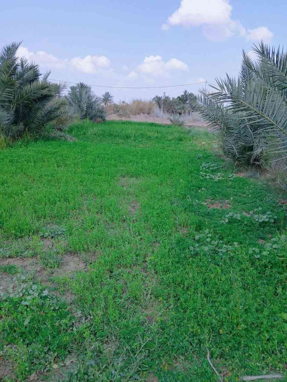 السلام عليكم ارض زراعيه للبيع خمس دوانم مع ثلاث بيوت  ارض مزروعة جت بيهه60 نخله مثمرة مع حمضيات 40 ماء متوفر قريبه للشارع قريبه منهه مدرسه مع مستوصف المكان واسط كوت بسروكيه/***********💁***********)(بسب الوعود الكاذبه إعادة )
