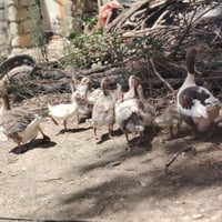 متاح الشراي • يراسل • يدلل