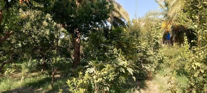 طابو زراعي سند ٢٥مع دار مساحه ٥ دونم مع دار سكن تحتوي على٥٣ نخله ملون برحي وجبجاب وخستاوي وزهدي وبريم أشجار متنوعة ٤٠ تين و٣٠ تفاح وباقي الحمضيات تتوفر فيها كافة الخدمات كهرباء وماء أسأله وماء للسقي وتبليط منطقة الشارع الرابط بين سده الهنديه وشارع بغداد
للإستفسار الاتصال *********** ابو باسم
