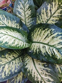 نباتات ظلية • كوفة شارع عبد العال • توصيل