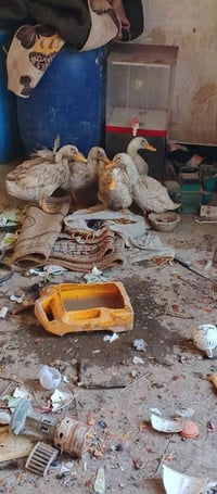 بشوش • عدد 6 • واتس