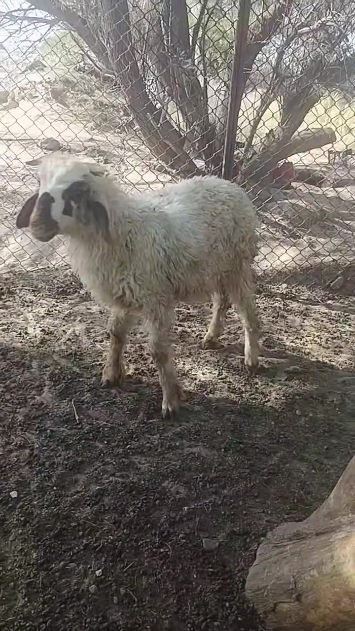 سلام عليكم طلي  ذكر مال بر  للبيع  حلو وسمين مكاني خور الزبير الشراي ينتصل ويدلل ***********
