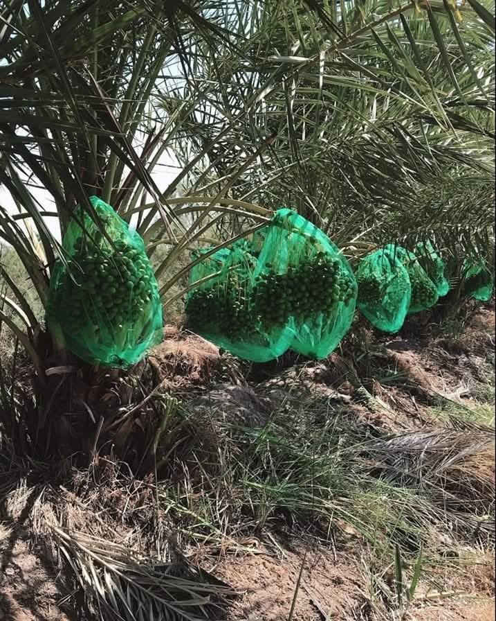 تم وصول 

اكياس تغليف عثوق النخيل

⭕نوعية ممتازة 
مصنوع من مادة بولي اثيلين عالي الكثافة HDPE
فتحات صغيره جداً لتحافظ على العثوق من الحشرات 

 وسط 70 سم * 90سم  

توجد بلون الاخضر

الفوائد تكميم عثوك النخيل

🔺المحافظه على حيويه الثمار وحمايتها من الظروف الخارجيه 
🔺تقليل فقدان الرطوبة من الثمار 
🔺حمايه المنتج من الاصابه بحلم العناكب 
🔺تقليل تأثير الاصابه بحشرة الدوباس ومخلفات الحشرة 🔺تقليل تأثير اشعه الشمس على المنتج
🔺منع تلوث المنتج بالاتربه الخارجية 
🔺منع تأثير الطيور والحشرات والزنابير على المنتج 
🔺المحافظه على الثمار المتساقطه في مرحله النضوج وتتجمع في أسفل الكيس وعدم تساقطها على التربة
🔺  سهولة جني المحصول، فتقطع العذوق داخل الأكياس وتنقل إلى أماكن نظيفة.

🔺 توفير في تكاليف الأيدي العاملة اللازمة لجني الثمار

ويمكن تكميم عثوق النخلة وترك واحد او اثنين من العثوق للعصفور والطير والحيوانات لتعم البركة في المحصول ..

🔴يوجد توصيل لجميع محافظات العراق

للحجز ارسال الرقم و العنوان و العدد على الخاص الماسنجر  او الوتساب 
*********** 

#اكياس #نخيل #اكياس_نخيل
