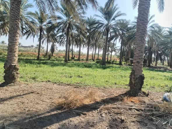 تحطــيــم.. وتفليش...الاسعار.... وابسعار ارخص من السسسسوك وبلاش. وفقط عند القيسي وبس..... 

دوووووانم للبيع.... 6دواااانم طابووووو زراعي وعلى الشارع الفرعي. على طريق سدة محاويل.... شارع اولاد الكلظم.... وتوجد فيها كافة الخدمه.... وعلى التبليط. وتجي وشوف بنفسك افضل... 

ومخدومة.... وتوجد فيها. نخل اكثر من 60نخلة... السعر الدوووونم الواحد 20مليون... وبي مجال... اي استفسار اتصل ***********

***********

لسنا الوحدين ولكننا الافضل
