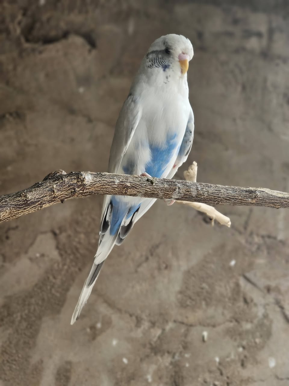 تك فحل نص اوربي زايف جاهز للتزاوج خشونه وصحه خير من الله سعر ٢٠ مكاني نجف حي عسكري


**إذا كنت صاحب هذا الإعلان وتريد حذفه لأي سبب، رجاءا أرسل رسالة إلى الدعم الفني**