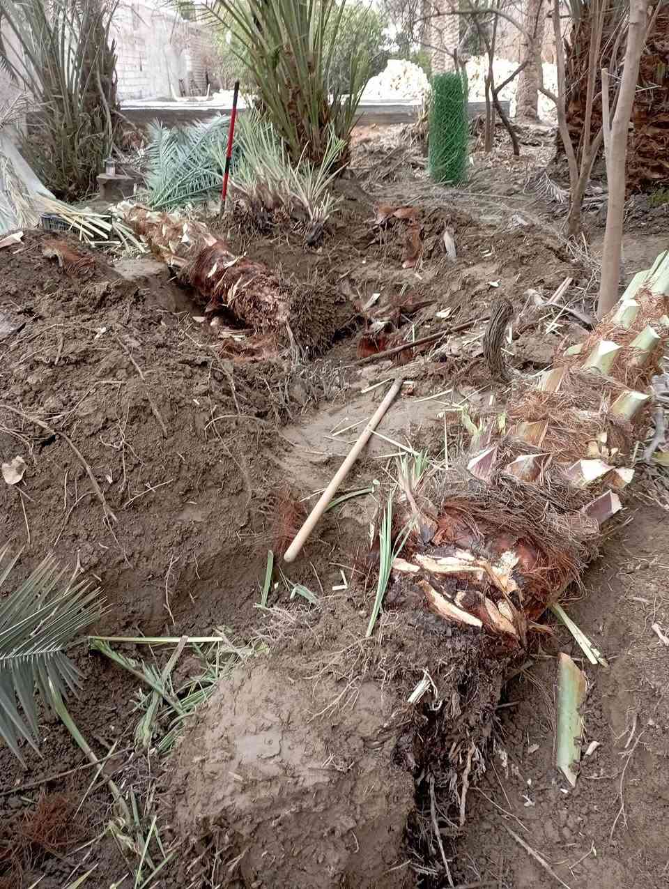 سلام عليكم نخلات حلاوي لبيع لوحدة ب100مكاني كوفة


**إذا كنت صاحب هذا الإعلان وتريد حذفه لأي سبب، رجاءا أرسل رسالة إلى الدعم الفني**