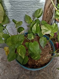 ديكور بيت • أغراض حديقة • تحف منزلية