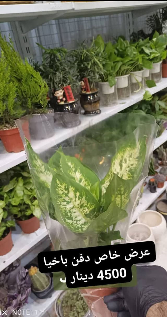 عرض خاص بمناسبة العيد....الانبار الرمادي العزيزية مكان الجديد...من جهة شارع العام  شارع ميسلون  اول فرع على اليمين *********** ... يوجد توصيل داخل الرمادي...
