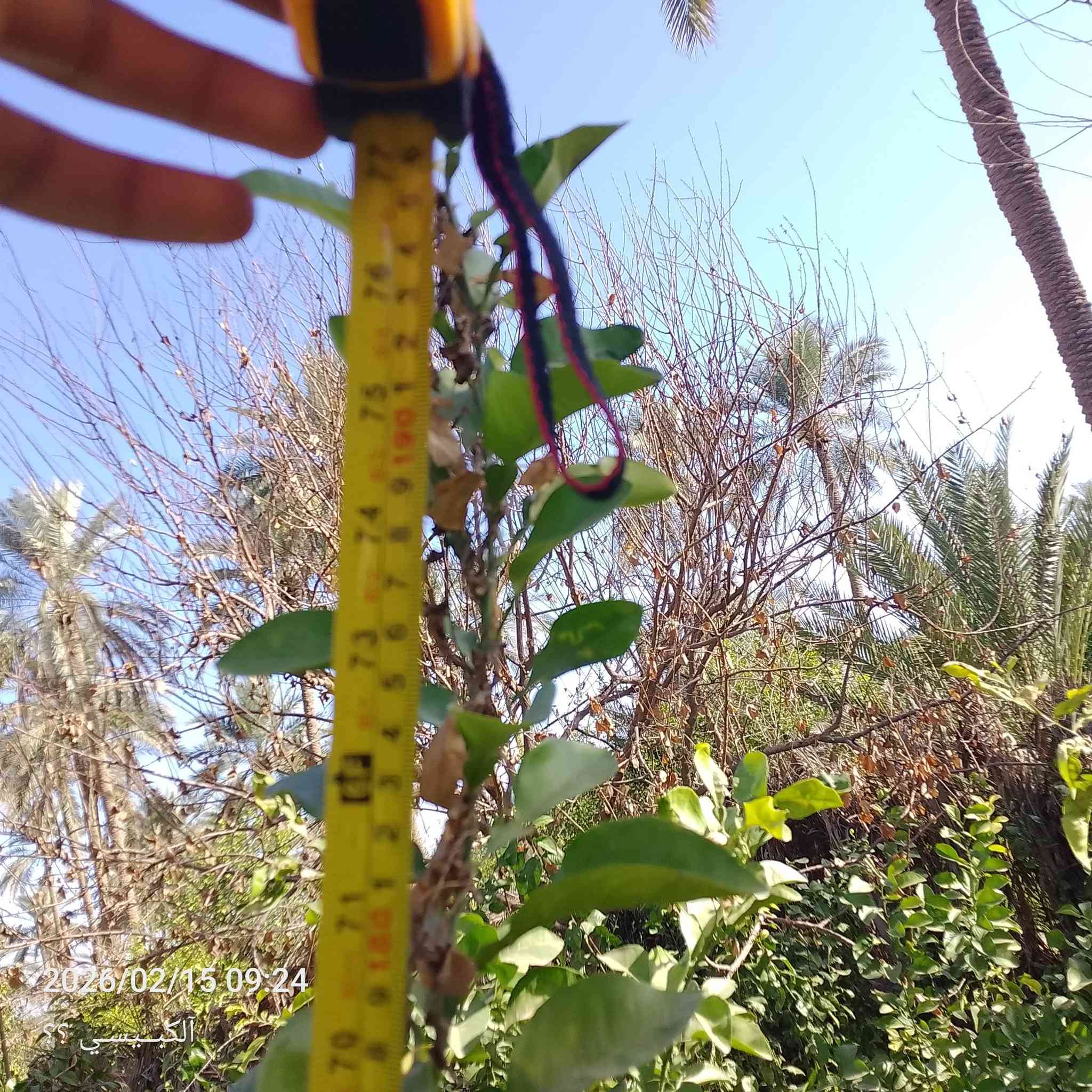 السلام عليكم
رارنج➕برتقال➕ليمون➕لالنكي اجنبي➕
،
سعر رارنج🍊كل زوج #ب5.وبي مجال..وكل5شتلات. #ب10.

برتقال➕ليمون➕لالنكي اجنبي
#سعر الشتله،ب5
المكان البغدادي السنجك


**إذا كنت صاحب هذا الإعلان وتريد حذفه لأي سبب، رجاءا أرسل رسالة إلى الدعم الفني**