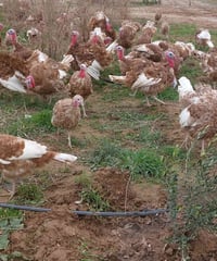 فحول فسيفس • تربية طبيعية • الموصل