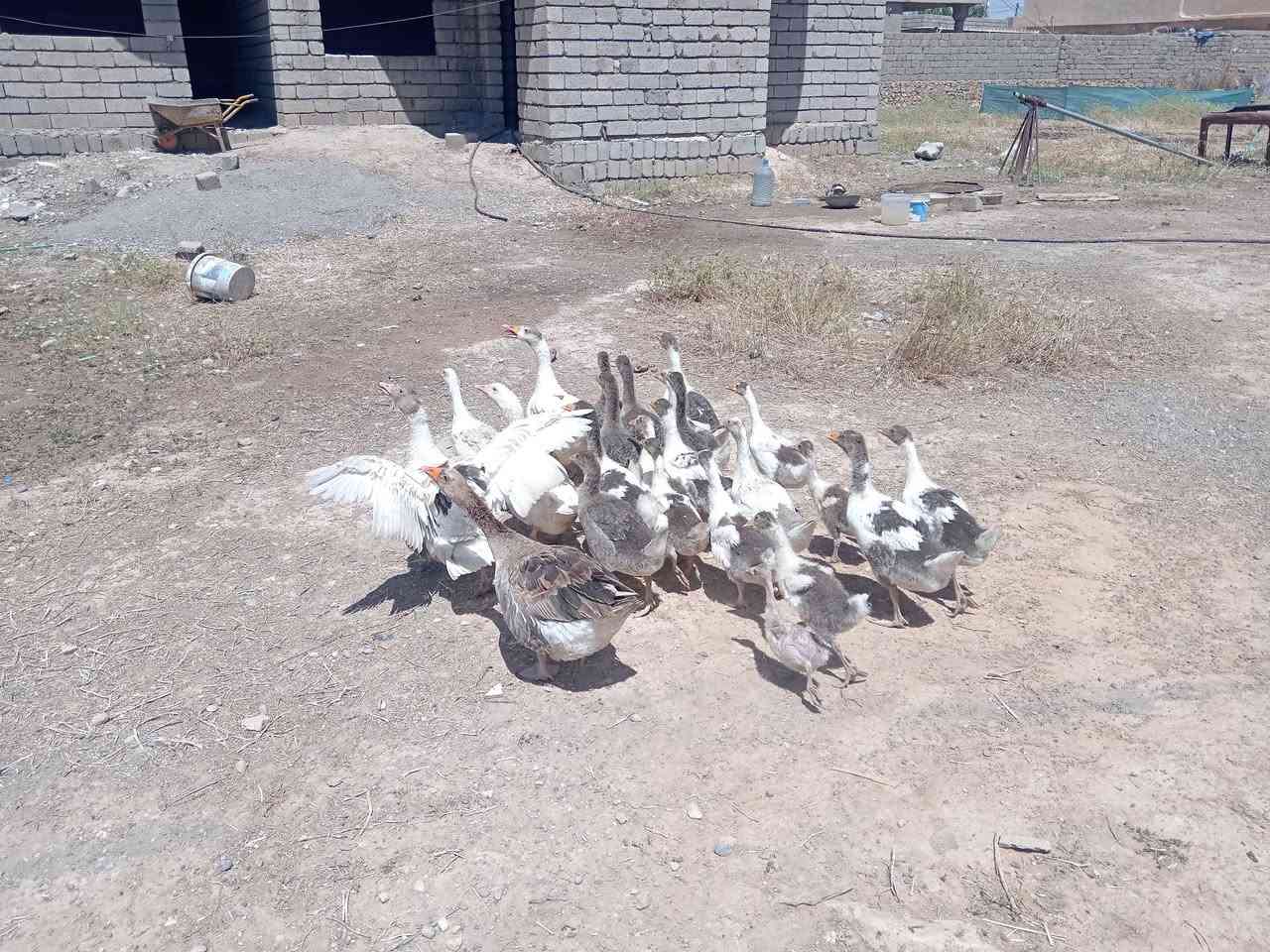 صواصي للبيع زوج ب 30 وبي مجال الرقم الموبايل
***********//***********
