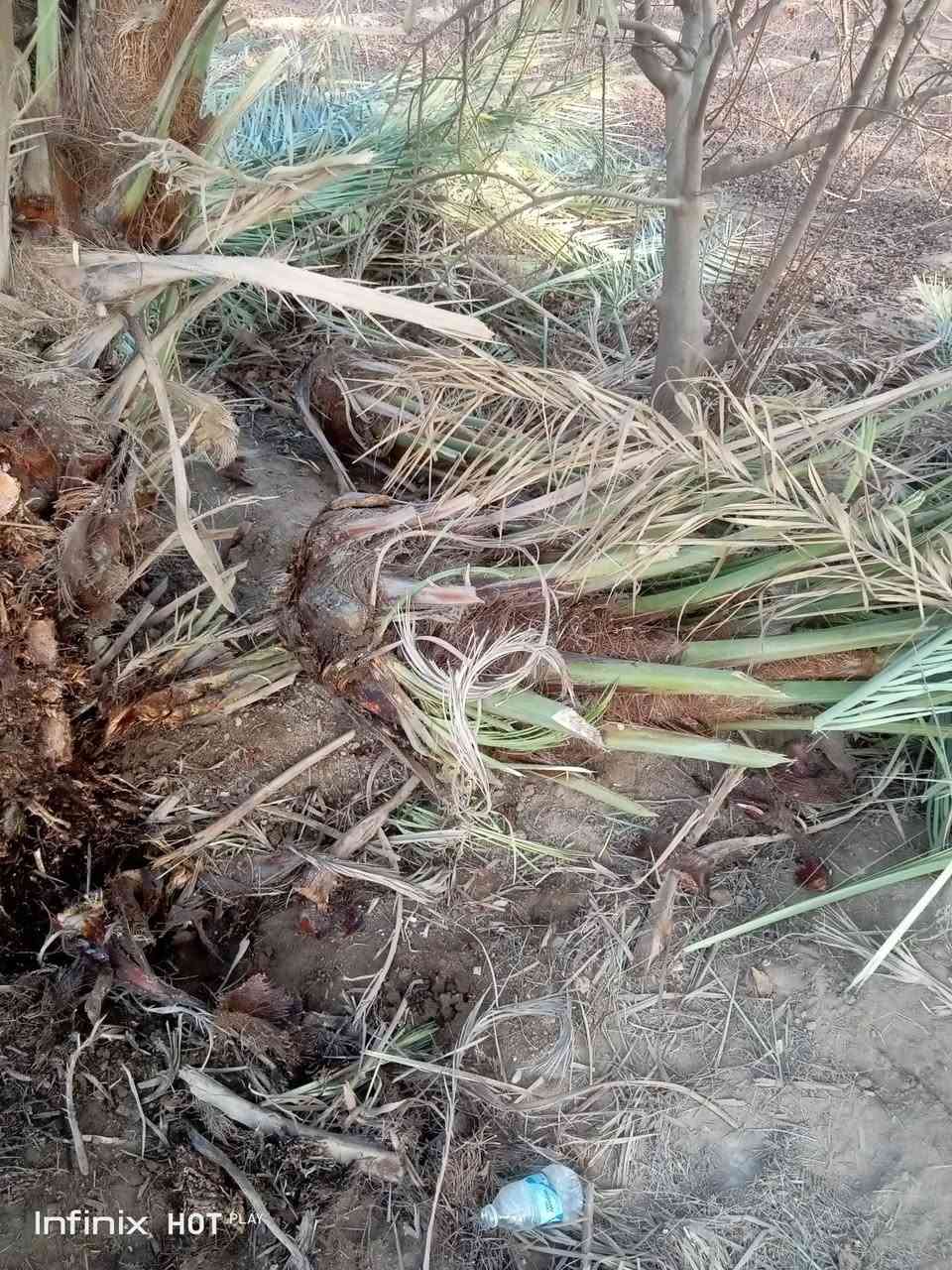 يوجد فسائل زهدي وخسته للبيع مثل الي بالصوره حجم من دبة الغاز وانته صاعد السعر 7الاف والي يريد كميه نداريه 

***********
