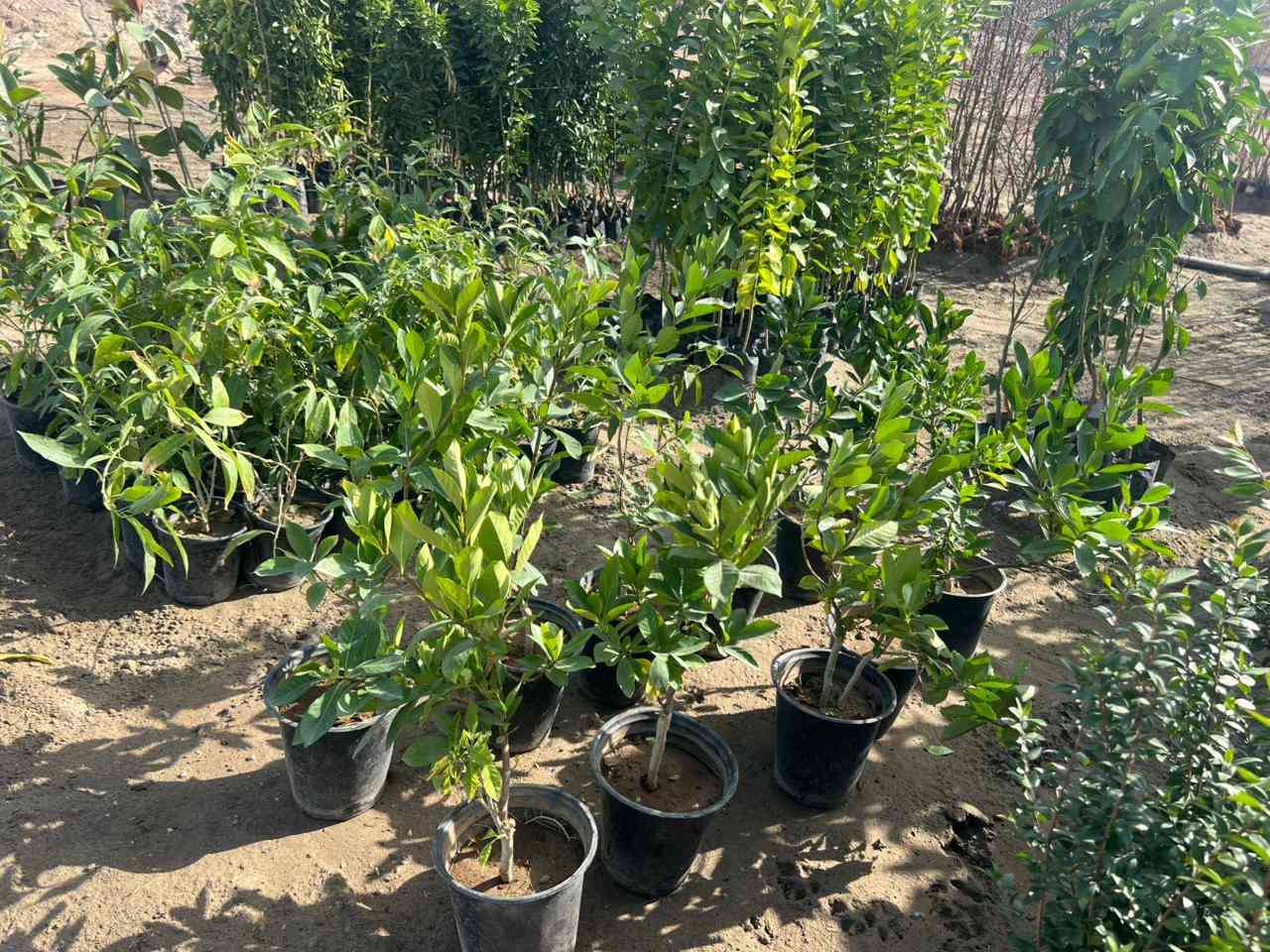 بسم الله وعلى بركة الله
تم #افتتاح #مشتل #علاء #المحمدي 

 #الصقلاويه #الشارع #العام #جنب #الاروائي #مقابل

 #مطعم #حجي#حسن #هويدي   

#ليمون #برتقال #لالنكي #رارنج #كرام فوت #ياس

 #ددونيه #كاردنيا #منك الدنيا #شجرة مطاط#شوي ليلي

 #زيتون

 #عرموط #ألو ذهبي #تين اسود #تين اصفر #خوخ

 #كوجه كربلائيه #مشمش #تفاح شرابي #تفاح كاقدي #عنب حلواني #دفله #قلنطوز

ليمون صيني ورد جوري.  زهور موسميه


**إذا كنت صاحب هذا الإعلان وتريد حذفه لأي سبب، رجاءا أرسل رسالة إلى الدعم الفني**