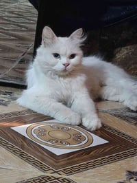 قطط للتبني • الشهده • مجانا