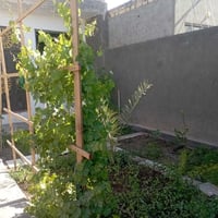 الحيره حي الحسين • ٣٢٥م • بناء٢٠٠م