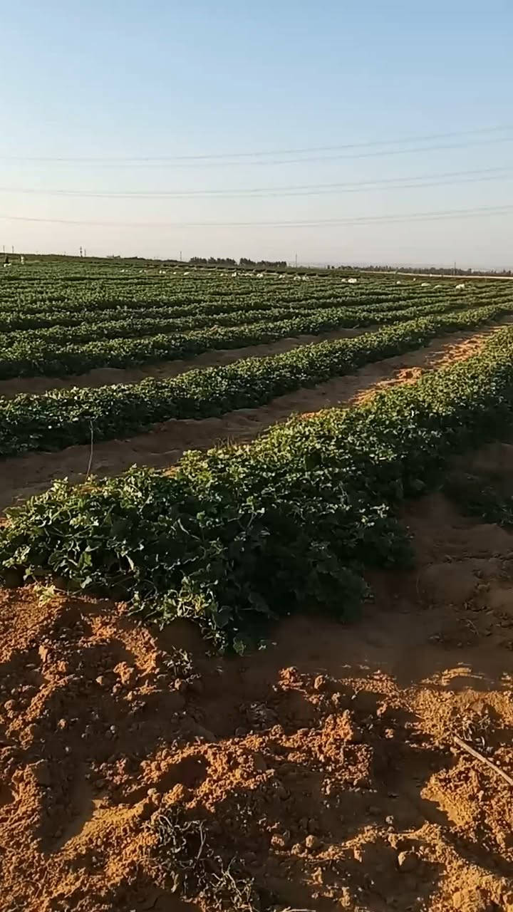 مزرعه30فدان للبيع فى وادى النطرون 
وجهه ٢٥٠ متر على الاسفلت  بتقسيم الاهرام فى اجود رقعه زراعيه فى وادى النطرون من حيث الارض والمياه
المزرعه بعقد ملك من محافظه البحيره وليس عليها اى مستحقات للدوله عقد باسم المالك مباشر بدون توكيلات حيازه زراعيه وكارت فلاح
المزرعه مجهزه بمحول 100kكهرباء حكوميه وبئرمياه ارتوازى 
نسبه الملوحه فى المياه ٥٠٠جزء تصلح لكل انواع الزراعات والمحاصيل 
للتواصل 01069582965


**إذا كنت صاحب هذا الإعلان وتريد حذفه لأي سبب، رجاءا أرسل رسالة إلى الدعم الفني**