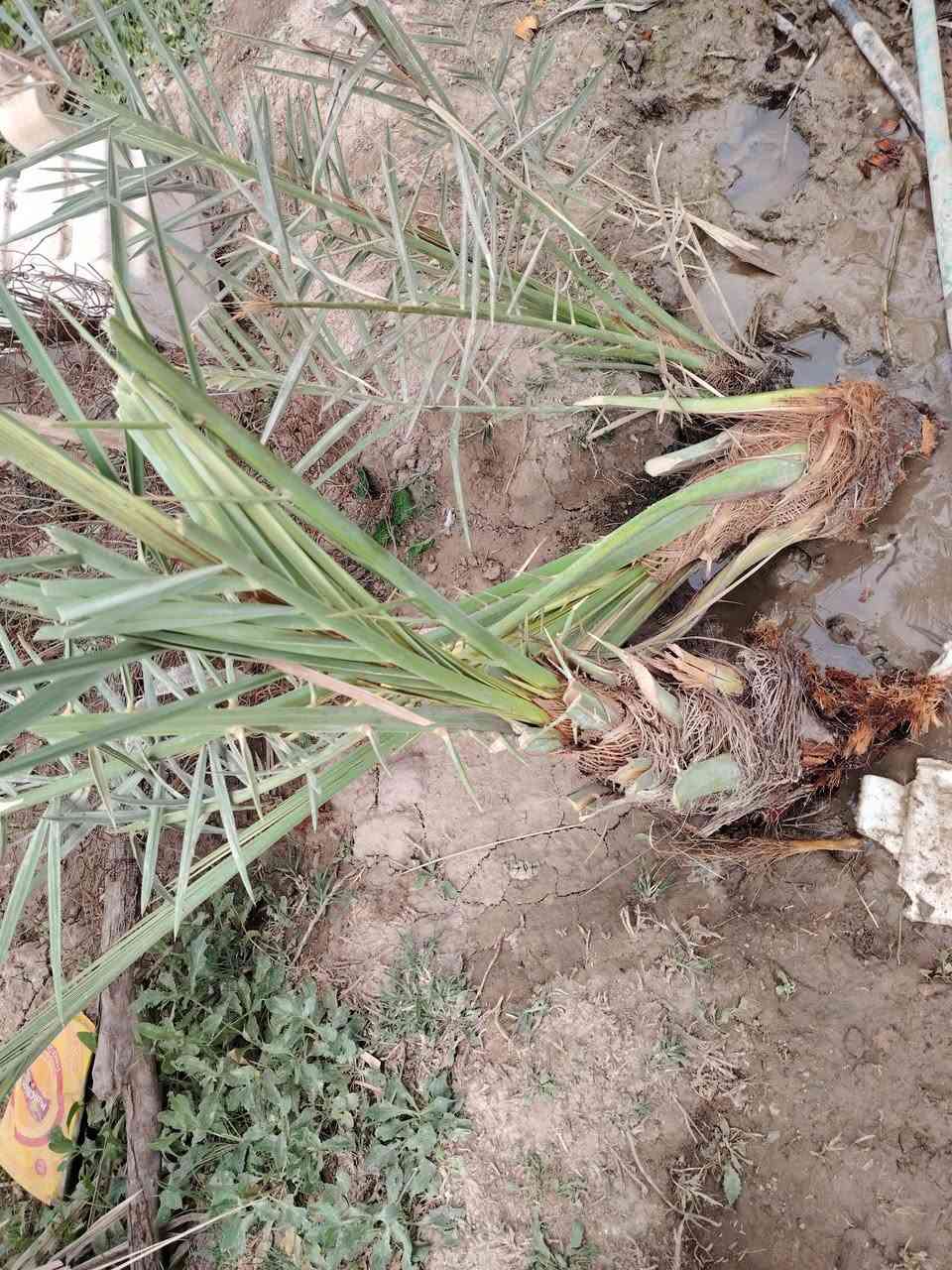 سلام عليكم لبيع انواع النخل مكان الغراف


**إذا كنت صاحب هذا الإعلان وتريد حذفه لأي سبب، رجاءا أرسل رسالة إلى الدعم الفني**