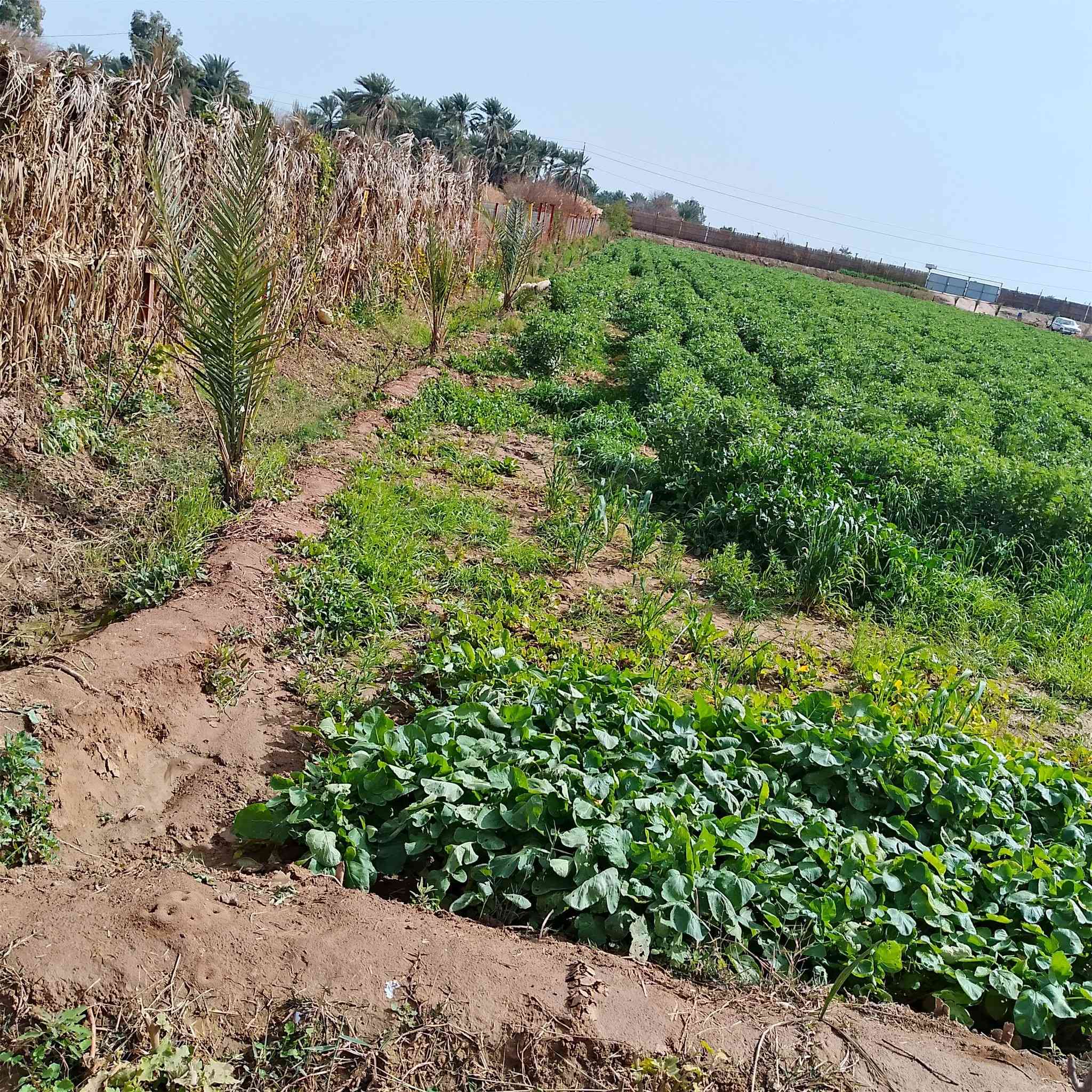 السلام عليكم أرض طابو سند 25شرط التحويل شاطيه المساحه 4دوانم مسيجه الوجه 45ونزال230 موقعها العزيزيه منطقة الدير  الشارع التبليط صدرها على التبليط ونهايتها الشط يعني ترهم سياحه وكلشي يعجبك بيها يصير موقع ممتاز يتوفر قربها مستوصف ومدارس واسالة ماء يعني كاملة الخدمات ***********
