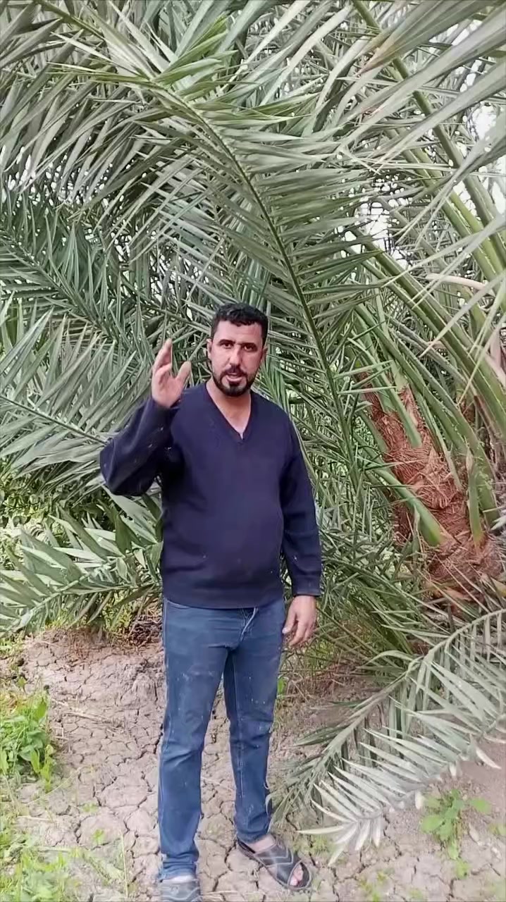 العنوان واسط عزيزيه ضمان الصنف والجوده اخوكم ابو يقين للنخيل ملاحظه القلع بحضورك والإختيار الك ***********
