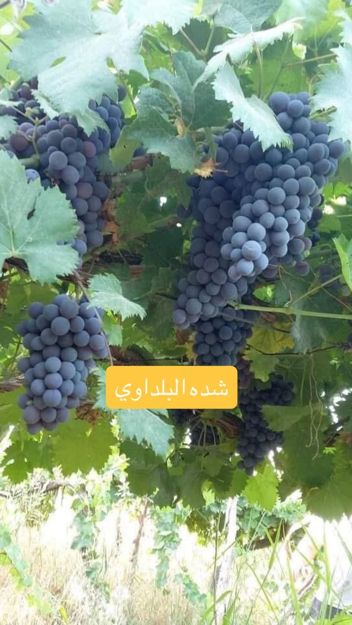 شتلات شده بلداوي حايل تنخيل سعر الشتله الفين دينار مكاني صلاح الدين قضاء الدجيل تتوفر خدمه توصيل لجميع المحافظات


**إذا كنت صاحب هذا الإعلان وتريد حذفه لأي سبب، رجاءا أرسل رسالة إلى الدعم الفني**