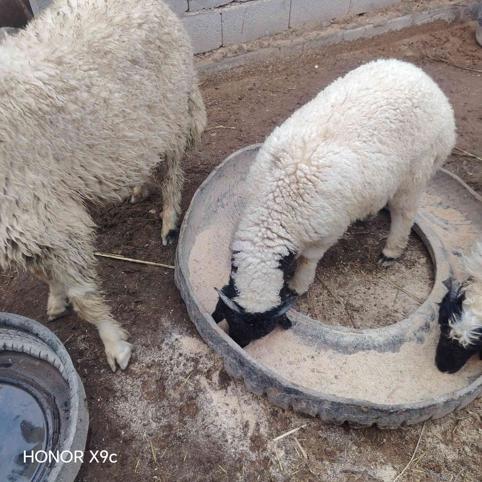 متاح طلي قوزي خاصم خير من الله يرهم ربط ويرهم نذاري لي يريده يتصل عل ***********
