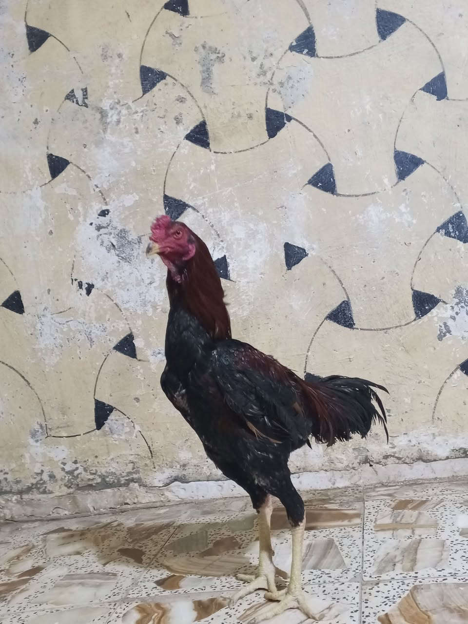 سلام عليكم متاح ديج هراتي ودجاجه هراتيه عمر الديج 10 بغداد نهروان *********** السعر 75
