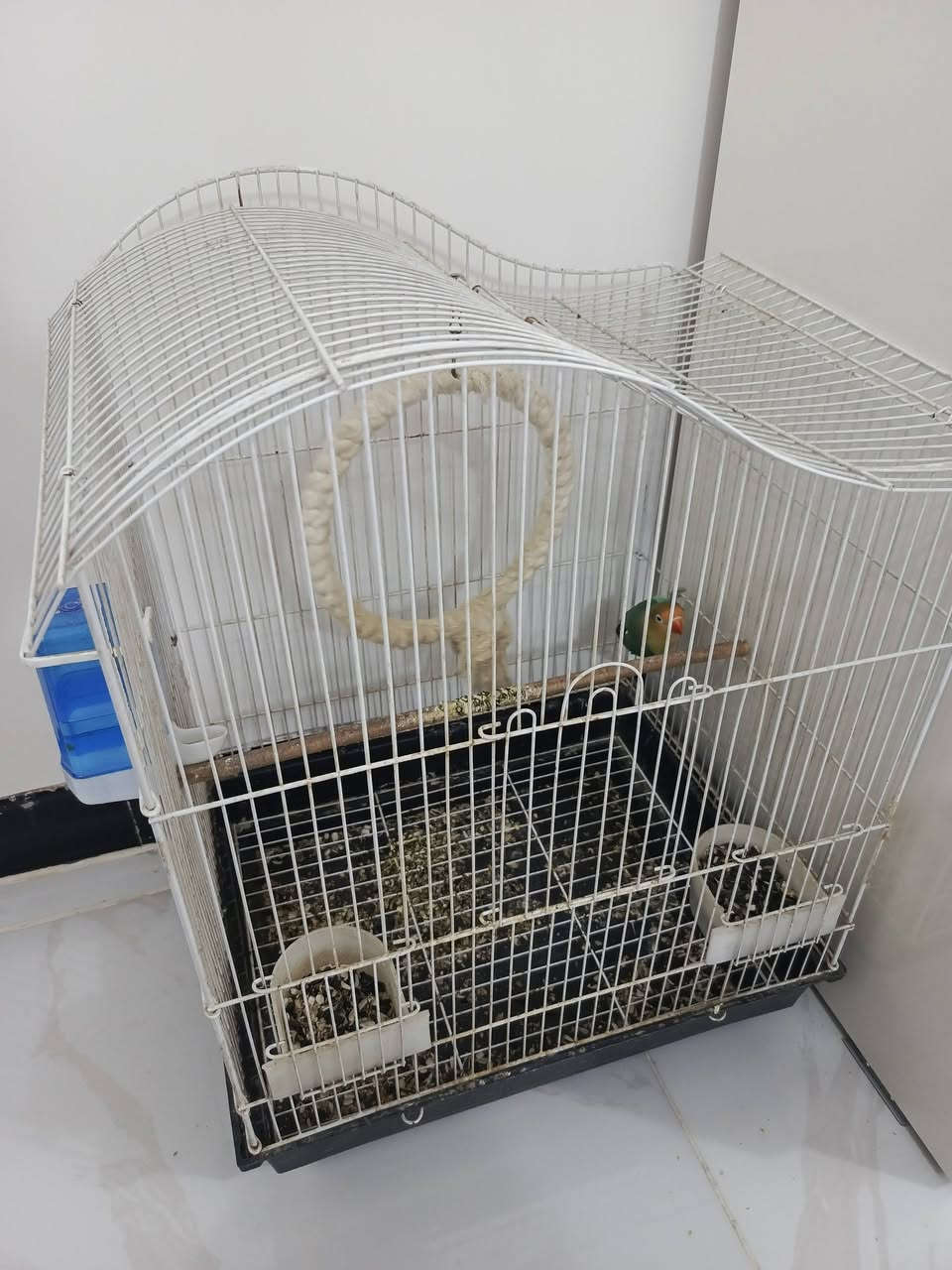 ببغاغ روز الطير كلش جميل وحلو ويغرد يخبص خبص ولا يسكوت للبيع هو والقفص قفص جبير ونضيف بلا كسر السعر 80 الف عنوان نجف حي سلام ***********
