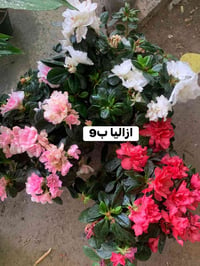 ضليات • تفاصيل • صور