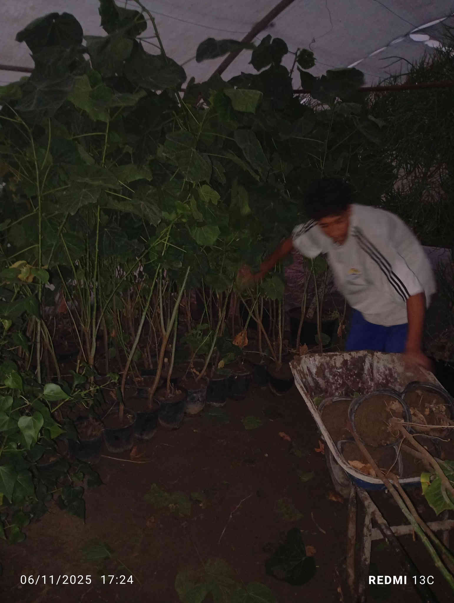 على بركة الله توفرت شتلات الثريا لاصحاب المشاتل والمزارع ارتفاع مترين ونص الى متر  محرك وجاهز للاستفسار ***********
