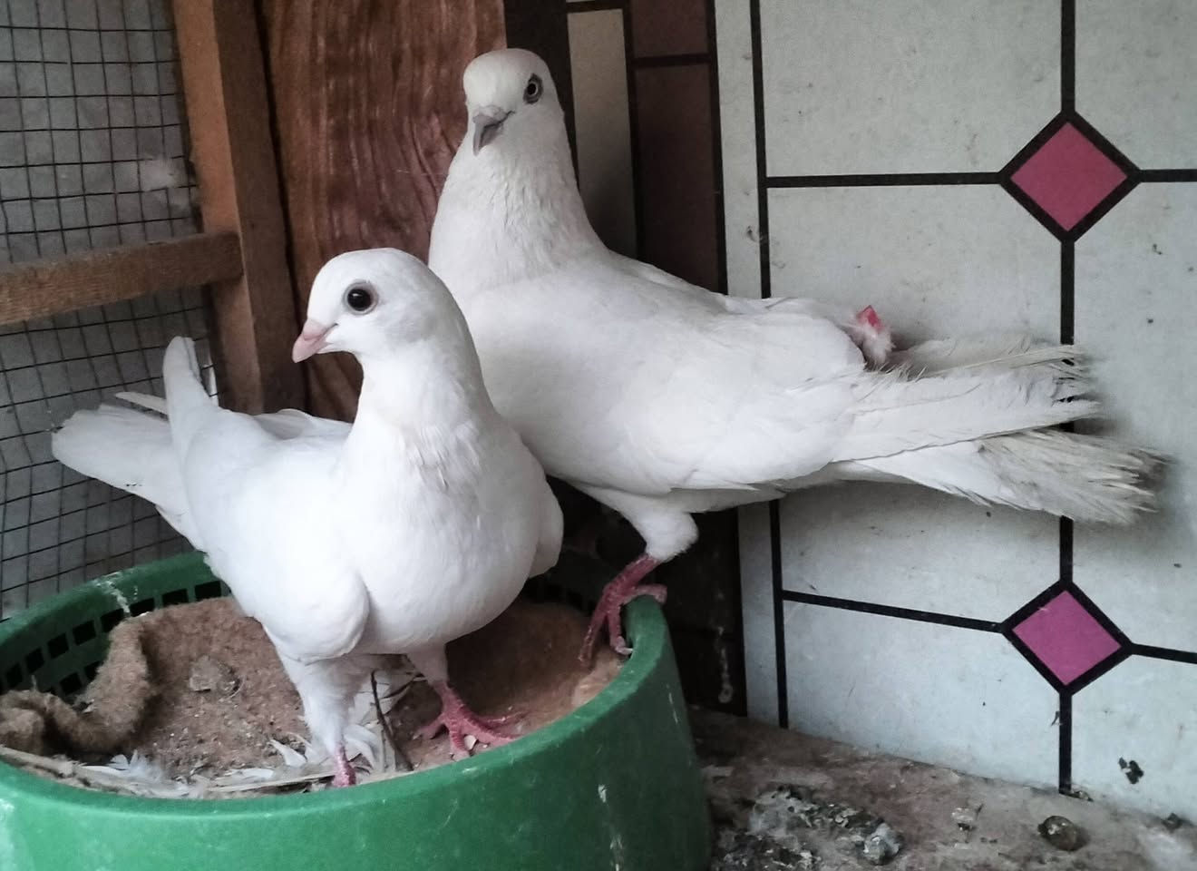 سلام عليكم من رخصت مدير الكروب متاح تور العدد ٦ سعرهن كلهن ب ٣٠ شراي يتفضل خاص مكاني بغداد دوره


**إذا كنت صاحب هذا الإعلان وتريد حذفه لأي سبب، رجاءا أرسل رسالة إلى الدعم الفني**