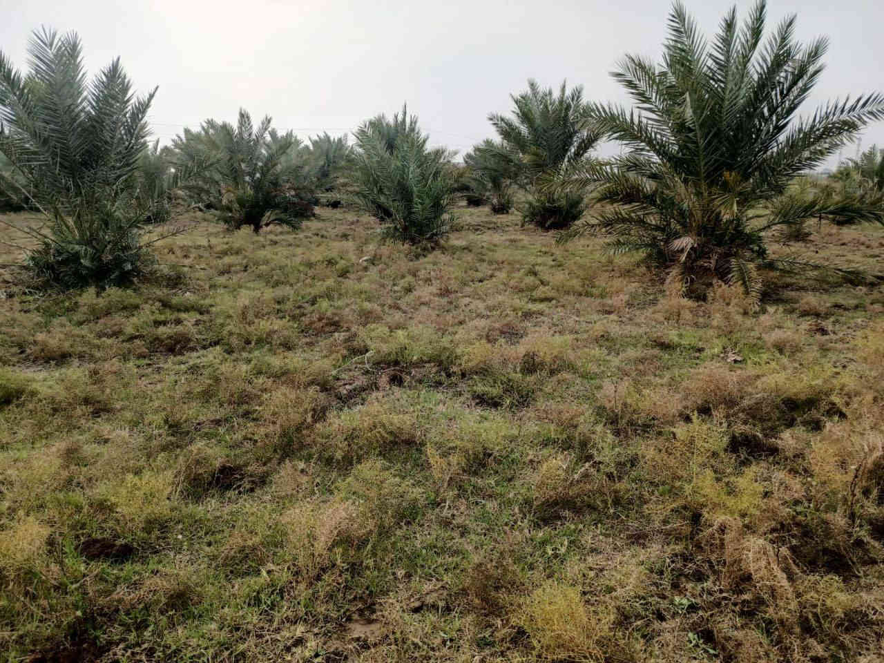 #يالله 
40 دونم للبيع
سند 117
المكان ابو سبع علئ طريق الميمونه

الدونم بيهن نخل حوالي 300 نخله
مع ابيوت  2 كاملات
 وبيت هيكل

خدمات كامله ماء كهرباء تبليط
قرب مدرسه ثانويه الشيخ الطوسي

السعر الدونم الواحد 13. مليون وبيه مجال

الاتصال ع الارقام التاليه او مراسلتنا عبره الواتساب
***********
***********

#ملاحظه"لدينا جميع البيوت والقطع الاراضي بأسعار مناسبه
 
#وجاهزين" لعرض البيوت والقطع الاراضي
