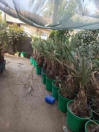 يوجد الدينا برحي ومجهول وكرنفلي وكافة انواع النخيل لاتصال ع الرقم 0785...