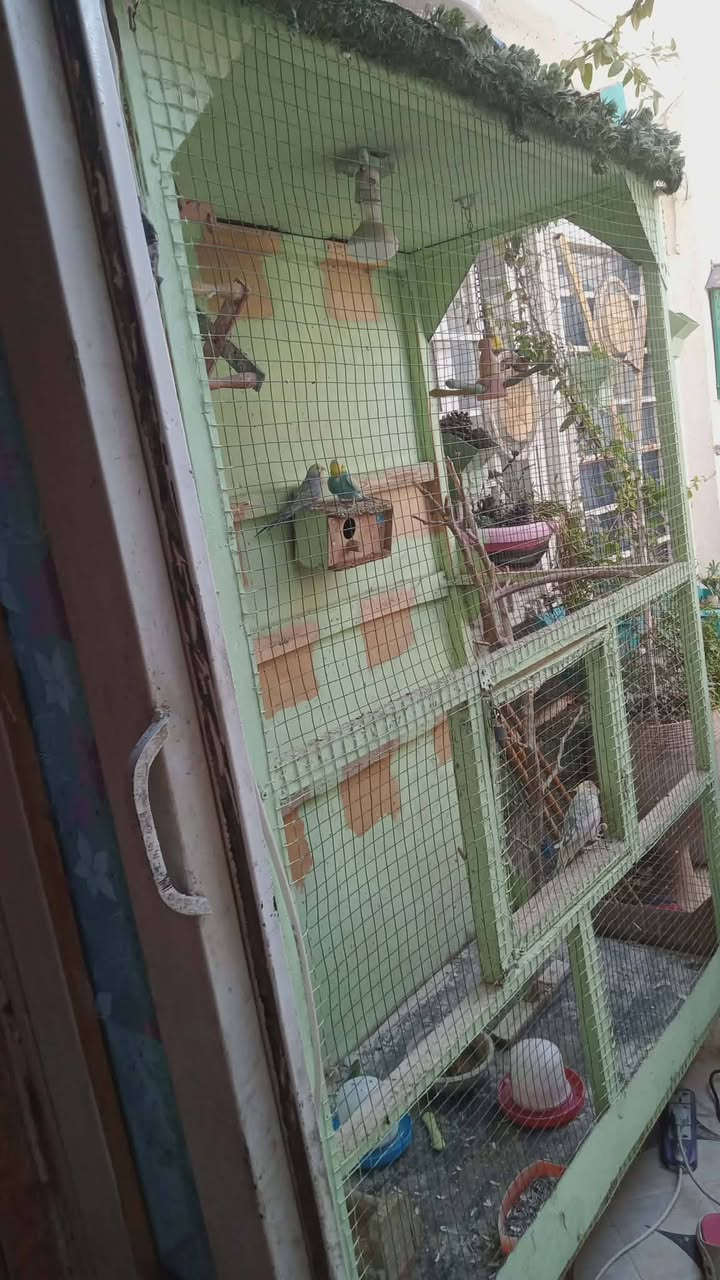 قفص طيور حب للبيع  كبير الحجم . مؤسس بالكهرباء .
٨٠ الف


**إذا كنت صاحب هذا الإعلان وتريد حذفه لأي سبب، رجاءا أرسل رسالة إلى الدعم الفني**