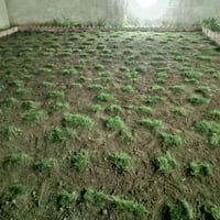 زرع ثيل • أداة زرع