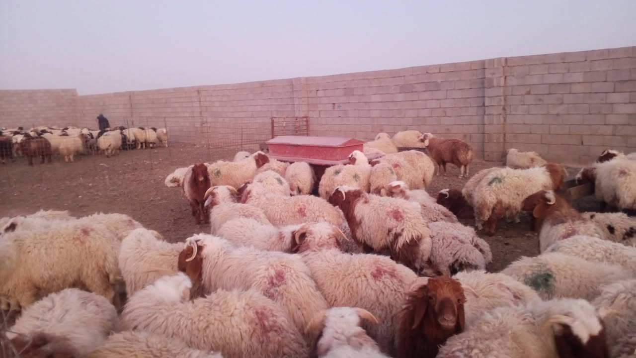 بمناسبه حلول عيد الأضحى المبارك يوجد لدينا أضاحي الديره الاتصال ***********
