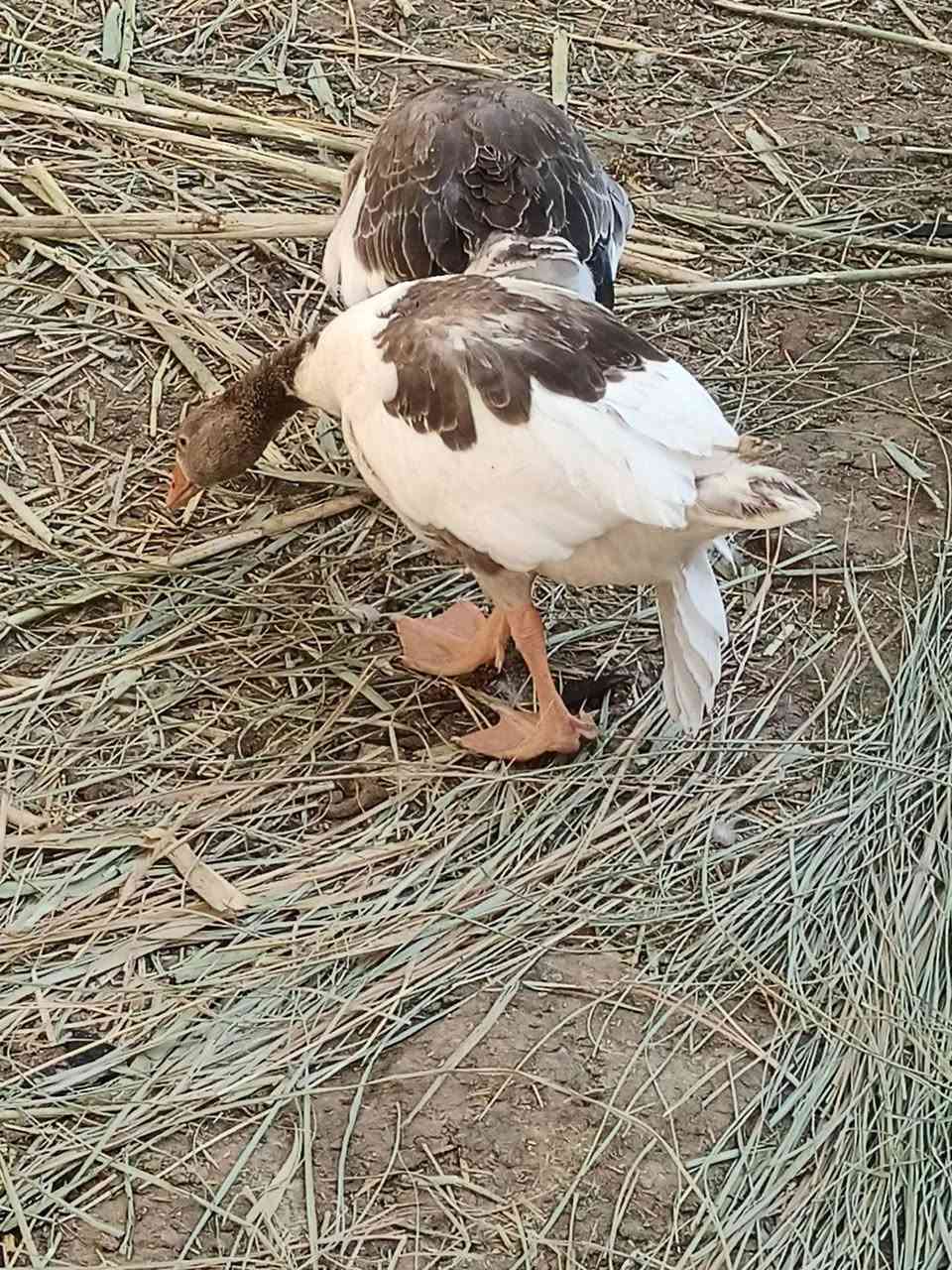 السلام عليكم بطوط للبيع الزوج ب35 المكان النجف  ناحية الحريه ***********

