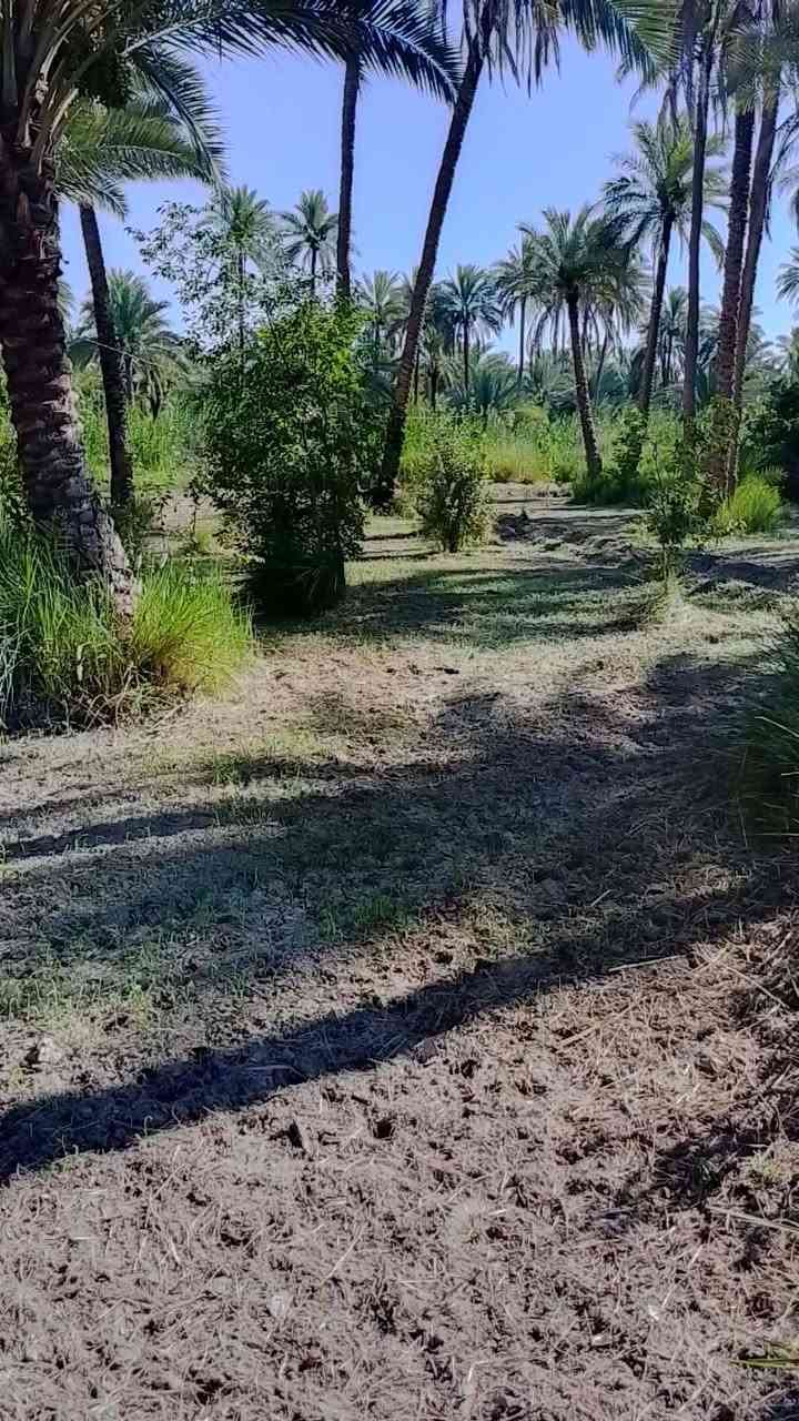 بستان مساحة دونم و800متر طابو زراعي تحويل اسهم  شارع بغداد عامود54جه الخروج قريب مطبخ العتبه تبعد عن شارع بغداد حوالي 700متر تحتوي ع دارين سندويج السعر 625مليون مع مجال بسيط خدمات متوفرة كافه مدخلين م̷ـــِْن شارع بغداد او شارع السيدة زينب الكنطرة البيضاء باقي التفاصيل ع الاتصال ***********
