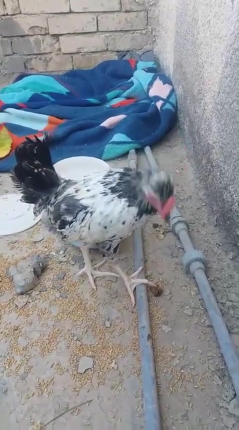 ديوجة فرايج لمكان المسيب


**إذا كنت صاحب هذا الإعلان وتريد حذفه لأي سبب، رجاءا أرسل رسالة إلى الدعم الفني**
