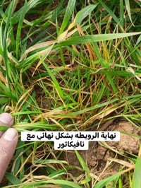 نافيكاتور • مكافحة الرويطة • قضاء الحويجة