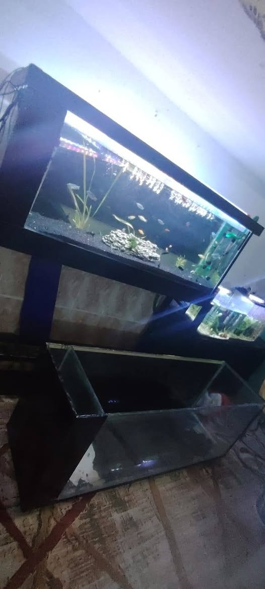 متوفر الآن أحواض سمك عدد (2) بحجم كبير وتصميم أنيق، كاملة مع كافة ملحقاتها ونظام الفلترة (بدون الرمل).
​📝 تفاصيل العرض والمواصفات:
​الحجم: طول الحوض 1 متر و 40 سم.
​العدد: حوضين (2).
​نظام الفلترة: نظام "سام" (Sump) متكامل لضمان بقاء المياه نقية وصحية.
​التدفئة: الهيترات (السخانات) مشمولة ضمن العرض.
​القاعدة: الأحواض تأتي مع الميز (القاعدة) الموجود تحتها في الصور.
​الحالة: نظيفة جداً وجاهزة للاستخدام المباشر.
​💰 السعر:
​250 ألف دينار (للطقم بالكامل مع كل الملحقات المذكورة).
​📍 الموقع: النجف - شارع المطار.
📞 للتواصل والاستفسار: يرجى الاتصال على الرقم:
***********
​ملاحظة: الصور المرفقة توضح نظافة الأحواض وترتيب نظام الفلترة والميز.
