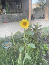 اليوسفيه • دونم وربع • بيت ٣٠٠م