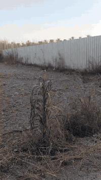 ابو سليمان الحسينية • ١٩٠٠م • طابو زراعي