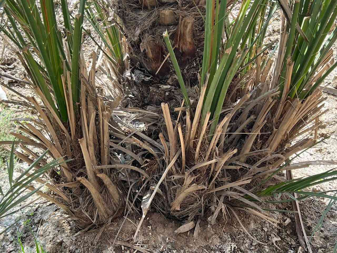 البيع فسأل بريم المكان البصره قضاء المدينه منطقت الخاص *********** سعر وحد 40 الف وبيه مجال قليل كلش
