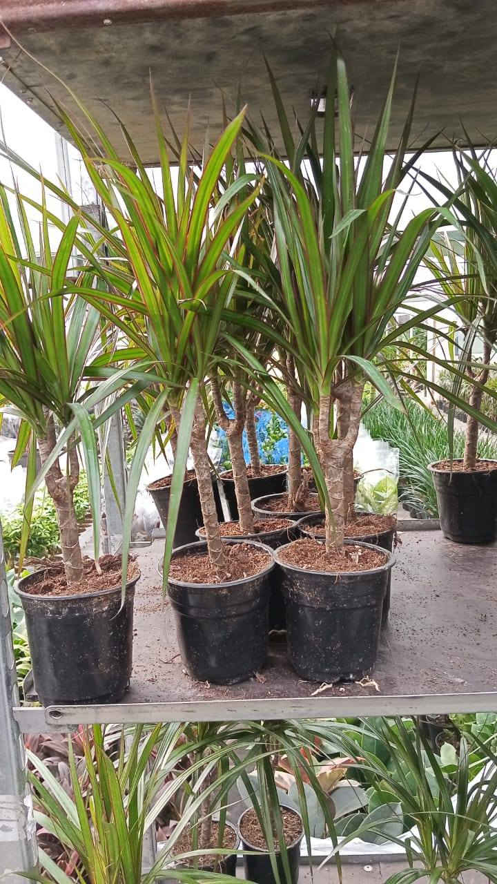 البيوت التي تسكنها النباتات تسكنها الطمأنينة 🕊️
أحيطوا أنفسكم بالجمال فالعين تعشق ما ينمو💚
للاستفسار ع رقم او يتفضل خاص ***********
 #أزهار_ونباتات_معرض_زهره_الگاردينيا
