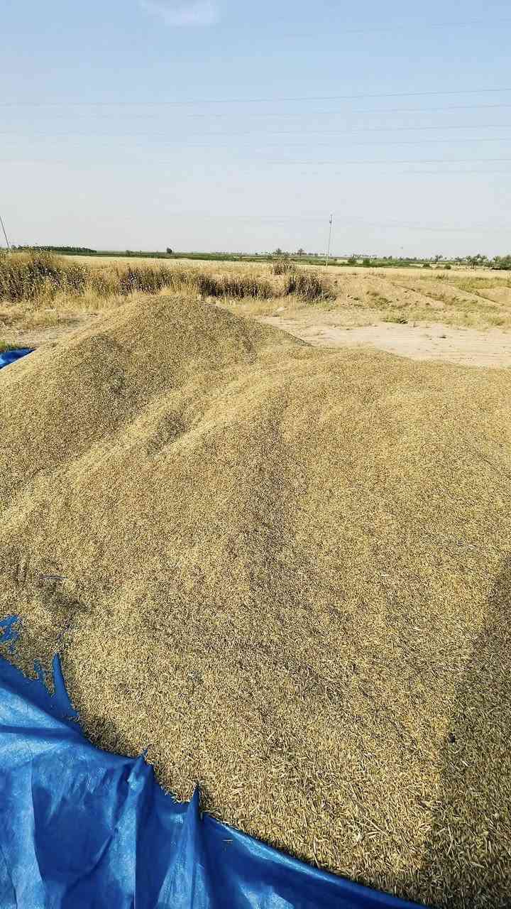 السلام عليكم يوجد شعير اسود للبيع المكان/ديالى جلولاء الشيخ بابا/رقم الهاتف/***********
