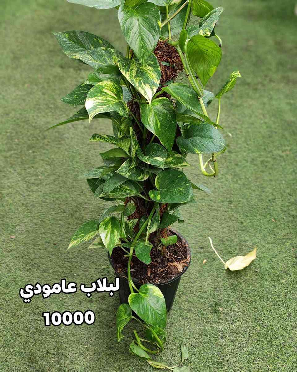 جمال الطبيعة في متناول يدك! نباتات خارجية تُزين حديقتك، ونباتات ظلية تضفي الحياة على منزلك. متوفرة الآن في صفحتي مع خدمة توصيل سريعة وموثوقة." 
في الموصل 
اسعار التوصيل حسب المكان


**إذا كنت صاحب هذا الإعلان وتريد حذفه لأي سبب، رجاءا أرسل رسالة إلى الدعم الفني**