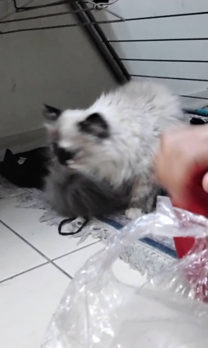 مرحبا لكيت هذي القطه الي ريدهه يجي ياخذهه نشرات محد طلع الهه وكلتهه وشربتهه خطيه بس اني عندي كلبه ميتاولمون سوه


**إذا كنت صاحب هذا الإعلان وتريد حذفه لأي سبب، رجاءا أرسل رسالة إلى الدعم الفني**